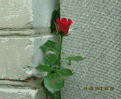 /album/o-sebe-i-obo-vsyom/animatsiya-gif/