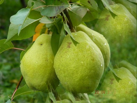 Осенний аромат